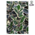 ایلکس ابلق (Ilex aquifolium 'Argentea Marginata')