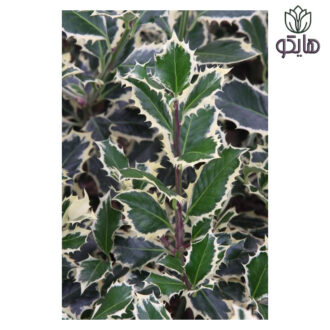ایلکس ابلق (Ilex aquifolium 'Argentea Marginata')