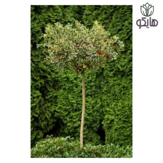 ایلکس ابلق