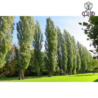 نهال کبوده (صنوبر صحرایی)