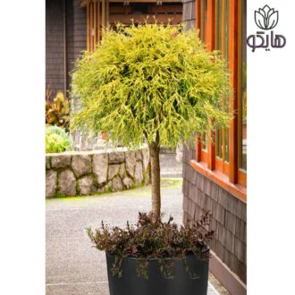 کاج اشکی (Chamaecyparis pisifera 'Golden Mop