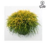 کاج اشکی (Chamaecyparis pisifera 'Golden Mop