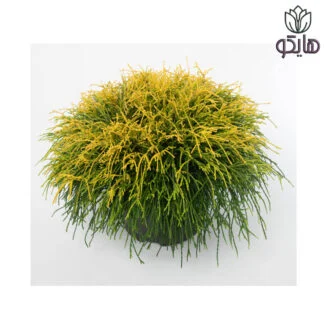 کاج اشکی (Chamaecyparis pisifera 'Golden Mop