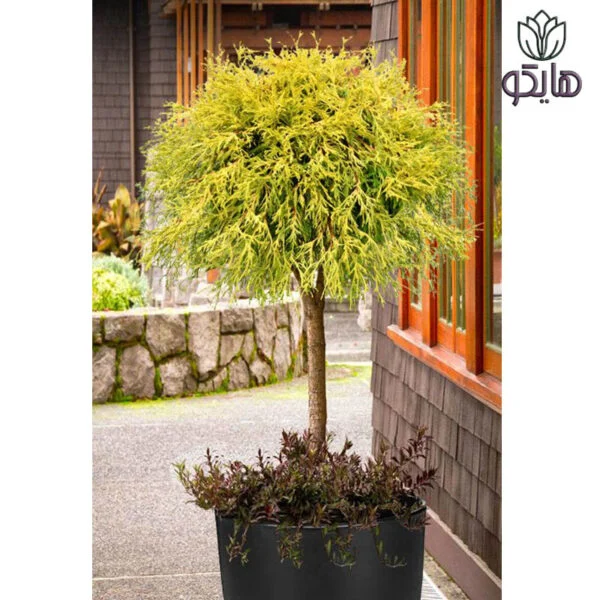 کاج اشکی (Chamaecyparis pisifera 'Golden Mop