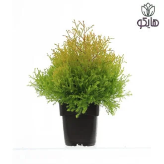 کاج ژانویه