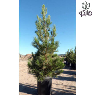معرفی کاج تهران (Pinus brutia) چرا کاج تهران (Pinus brutia) گزینه‌ای ایده‌آل برای فضای سبز در تهران است؟