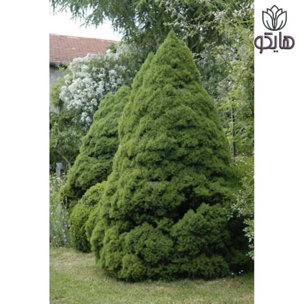 کاج کونیکا (کله قندی)