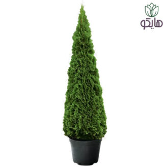 کاج کامیس نوکدار