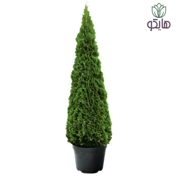 کاج کامیس نوکدار