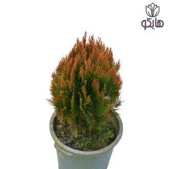 کامیس زعفرانی