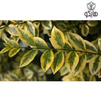 لگستروم (Ligustrum)