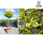 لگستروم (Ligustrum)