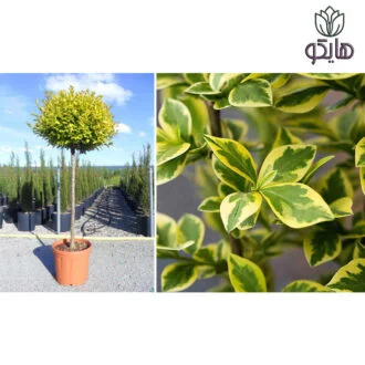 لگستروم (Ligustrum)