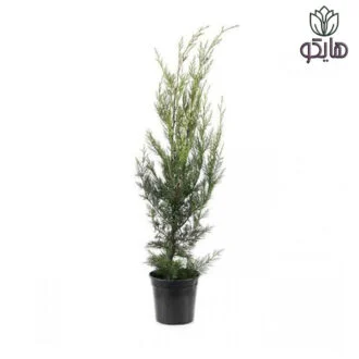 سرو لیلاندی لیلندی لیلاند