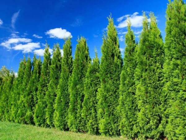 سرو لیلاندی لیلندی لیلاند