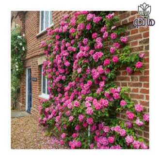 گل محمدی رونده (Rosa damascena) - راهنمای جامع نگهداری و پرورش