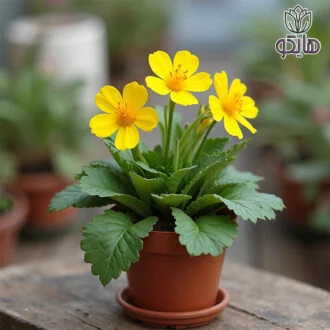 گل مغربی