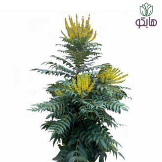 گیاه ماهونیا