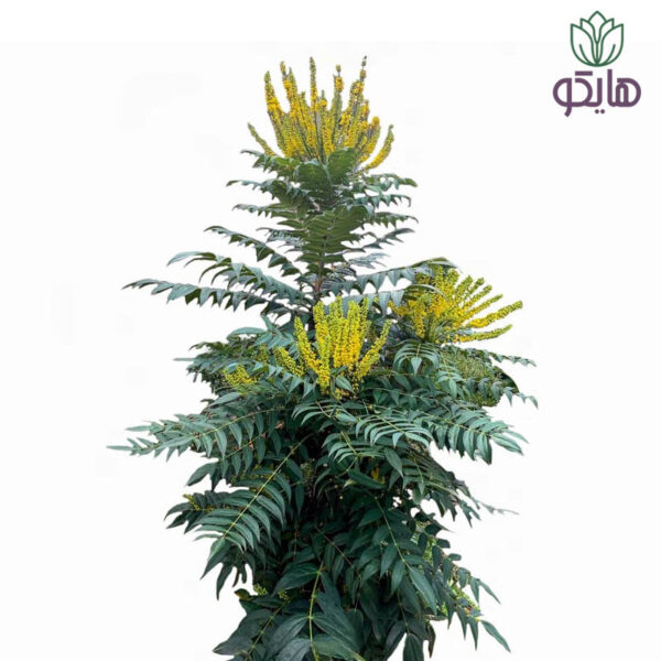 گیاه ماهونیا
