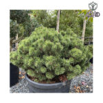 کاج مشهدی (موگو) - Pinus mugo