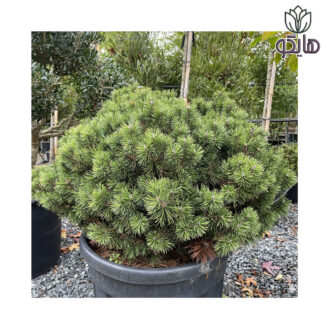 کاج مشهدی (موگو) - Pinus mugo