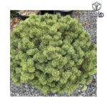 کاج مشهدی (موگو) - Pinus mugo