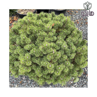 کاج مشهدی (موگو) - Pinus mugo