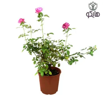 نهال گل محمدی
