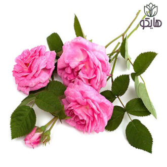 نهال گل محمدی