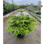 کاج آبیس نراد (Abies nordmanniana)