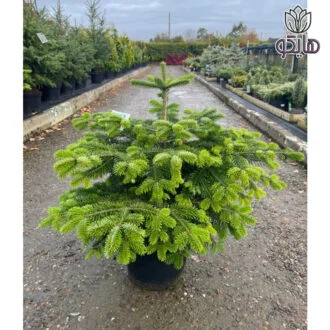 کاج آبیس نراد (Abies nordmanniana)