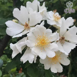 نسترن سفید خواص گل
