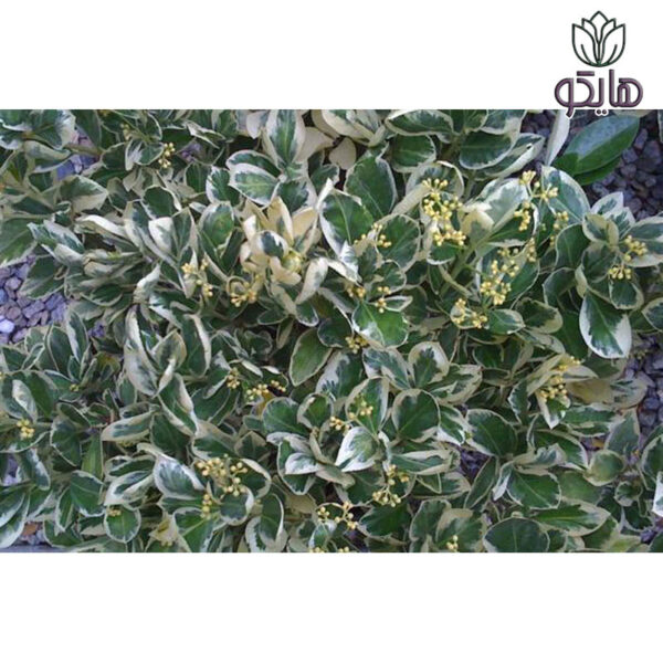 شمشاد نقره ای