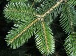 کاج آبیس نراد (Abies nordmanniana)