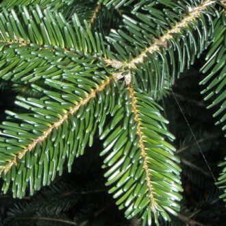 کاج آبیس نراد (Abies nordmanniana)