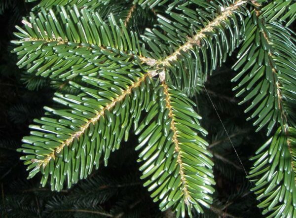 کاج آبیس نراد (Abies nordmanniana)