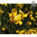 یاس پرطاووسی