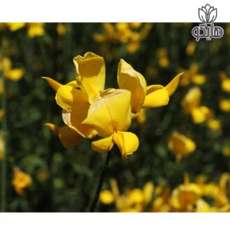 یاس پرطاووسی