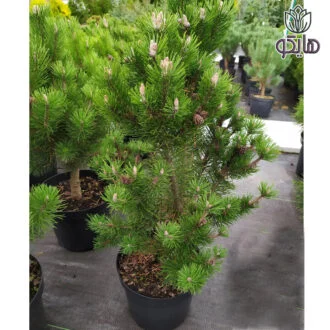 کاج موگو (Pinus mugo LAURIN)