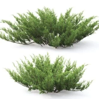 سرو رونده کرپه جونی پروس