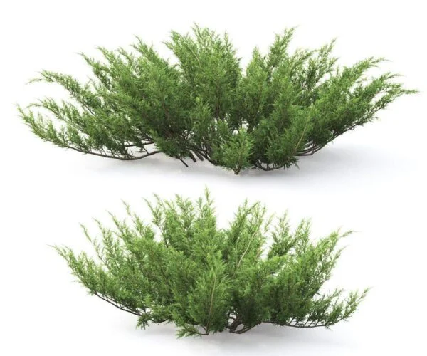 سرو رونده کرپه جونی پروس