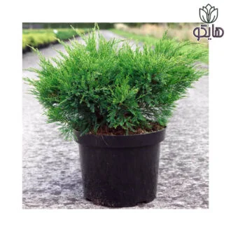سرو رونده کرپه جونی پروس