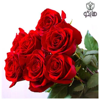 رز هلندی