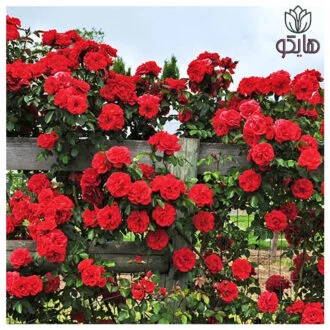 رز رونده عطری