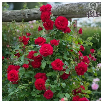 رز رونده عطری