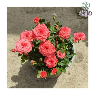 گل ساناز رز مینیاتوری صورتی