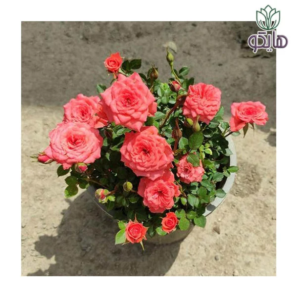 گل ساناز رز مینیاتوری صورتی