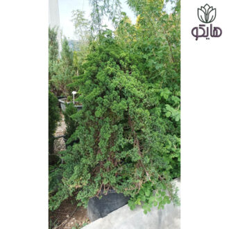 سرو ستاره‌ای