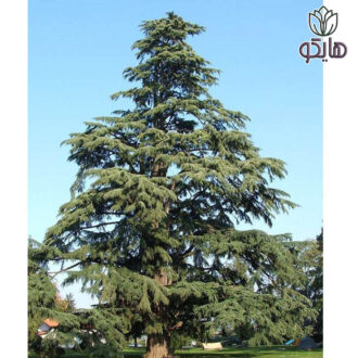 کاج سدروس آتلانتیکا Cedrus atlantica