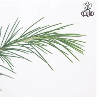 کاج سدروس دئودورا